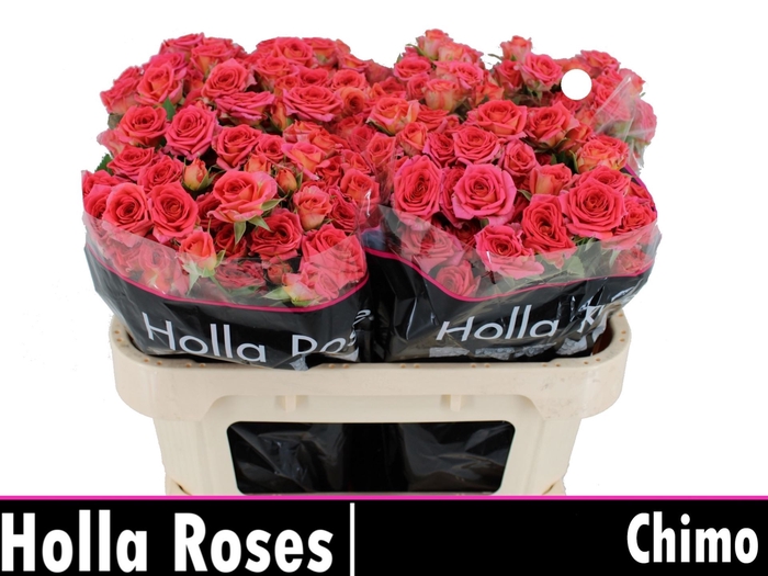 <h4>Rosa TR 'Chimo'</h4>