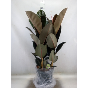 Ficus elastica 'Abidjan'