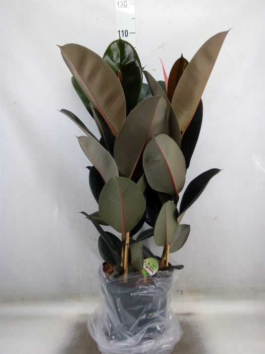 <h4>Ficus elastica 'Abidjan'</h4>
