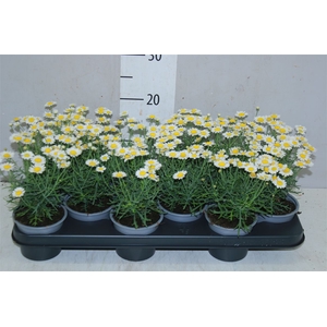 Argyranthemum Frutesc La Rita White