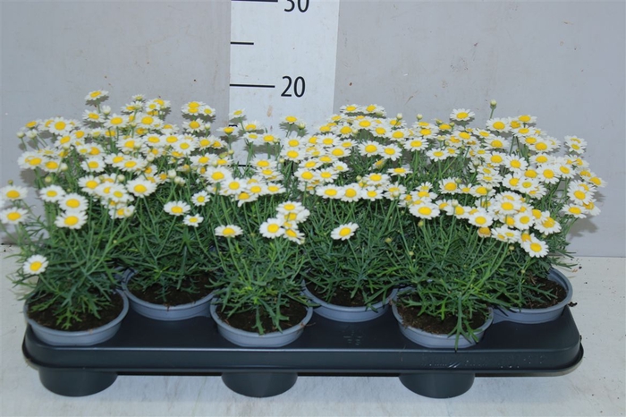<h4>Argyranthemum Frutesc La Rita White</h4>