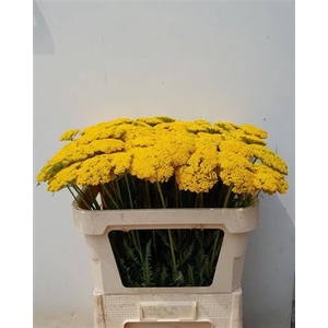 ACHILLEA FI PARKERS VARIETY