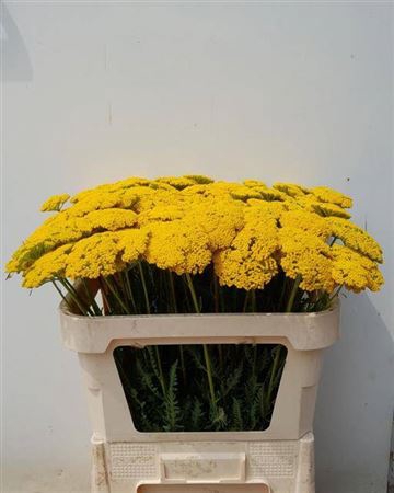 <h4>ACHILLEA FI PARKERS VARIETY</h4>