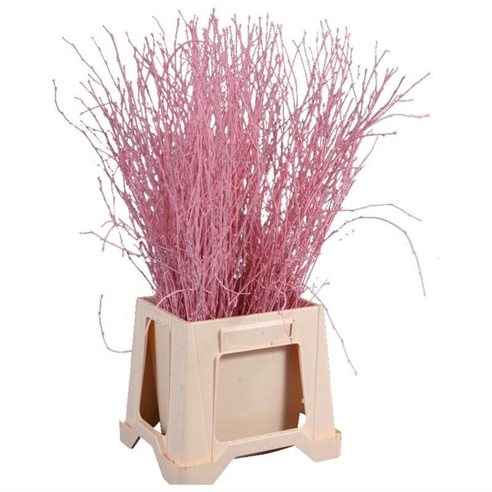 <h4>Berk Geverfd</h4>