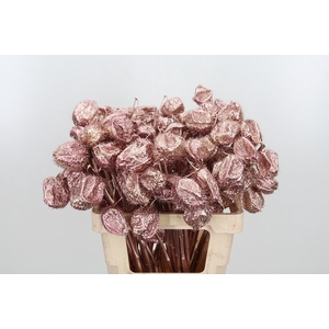 Ascl Moby Dick Kl Bh Rose Goud