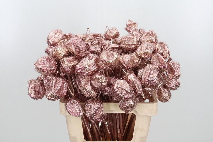 <h4>Ascl Moby Dick Kl Bh Rose Goud</h4>