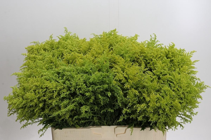 <h4>Solidago Tara Gold</h4>