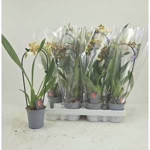 ORCHIDEEEN GEM