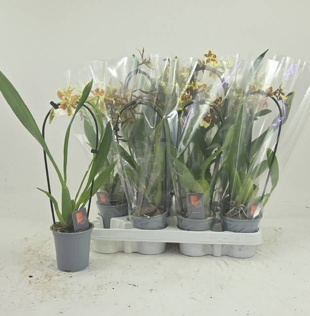 <h4>ORCHIDEEEN GEM</h4>