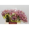 Blushing Bride Pink 6/9 Flowers