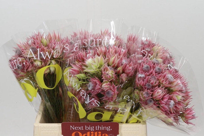 <h4>Blushing Bride Pink 6/9 Flowers</h4>