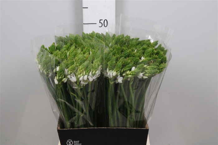 <h4>Ornit Thyrsoides</h4>