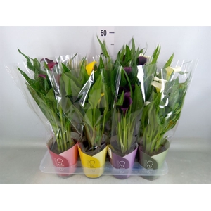 Zantedeschia   ...mix