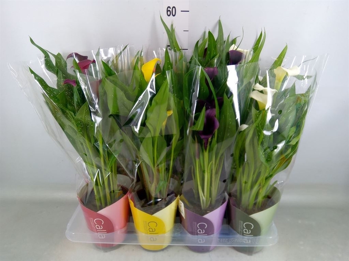 <h4>Zantedeschia   ...mix</h4>