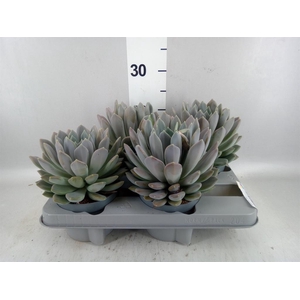 Pachyphytum  'Draco'