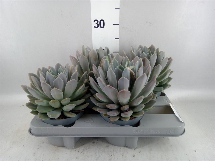 <h4>Pachyphytum  'Draco'</h4>