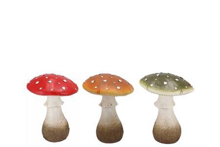 <h4>Wonderland Mushroom Scottisch Spice Amanita Ass 14</h4>