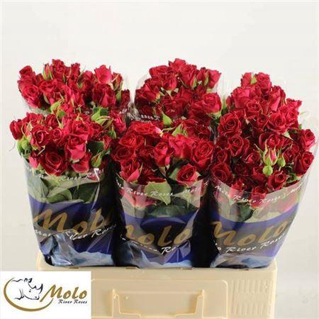 <h4>R Tr Dominica</h4>