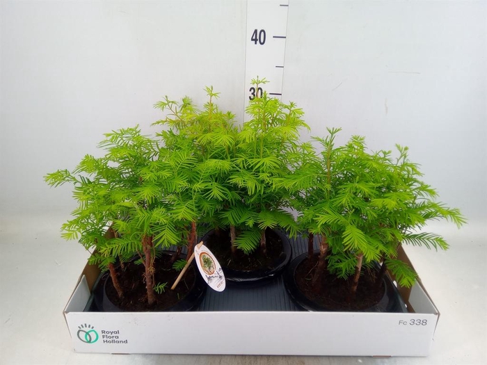 <h4>Bonsai   ...</h4>