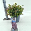 Leucothoe Burning Love