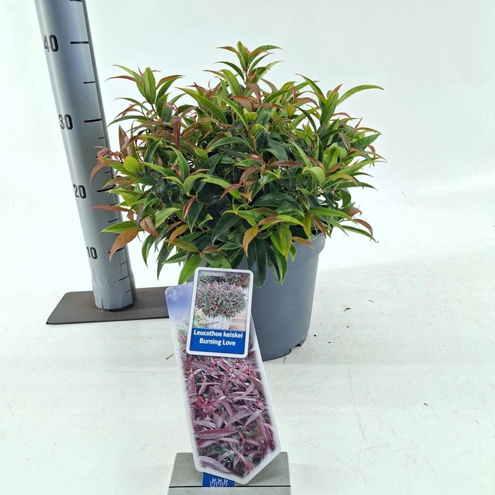 <h4>Leucothoe Burning Love</h4>