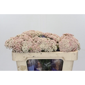 Ozothamnus Cooks Tall Pink