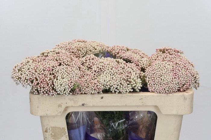 Ozothamnus Cooks Tall Pink