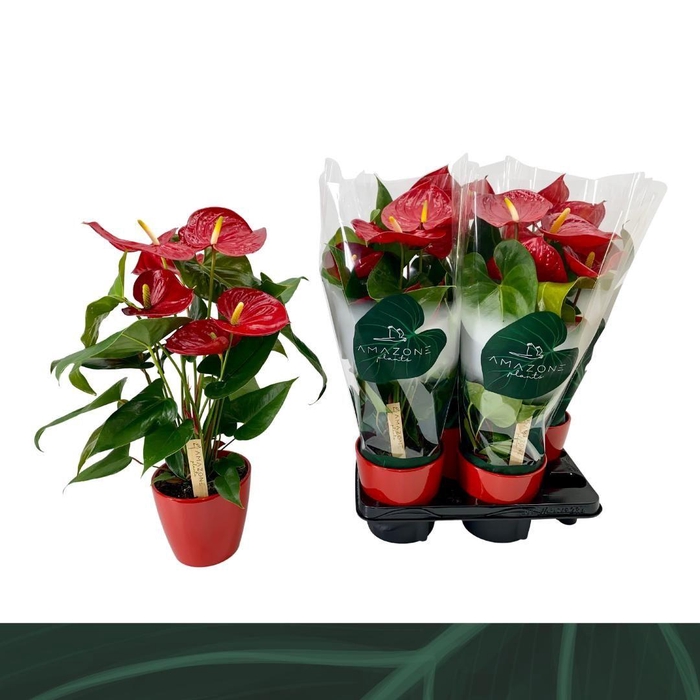 <h4>Anthurium rood keramiek 14cm</h4>