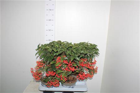 <h4>Ardis Crenata 4-4</h4>