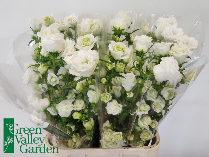 <h4>CAMPANULA MEDIUM 'KILIMANJARO'</h4>