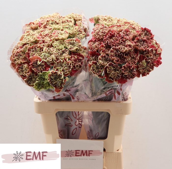 <h4>DI ST WINE COVER</h4>