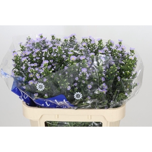 Aster Cassandra