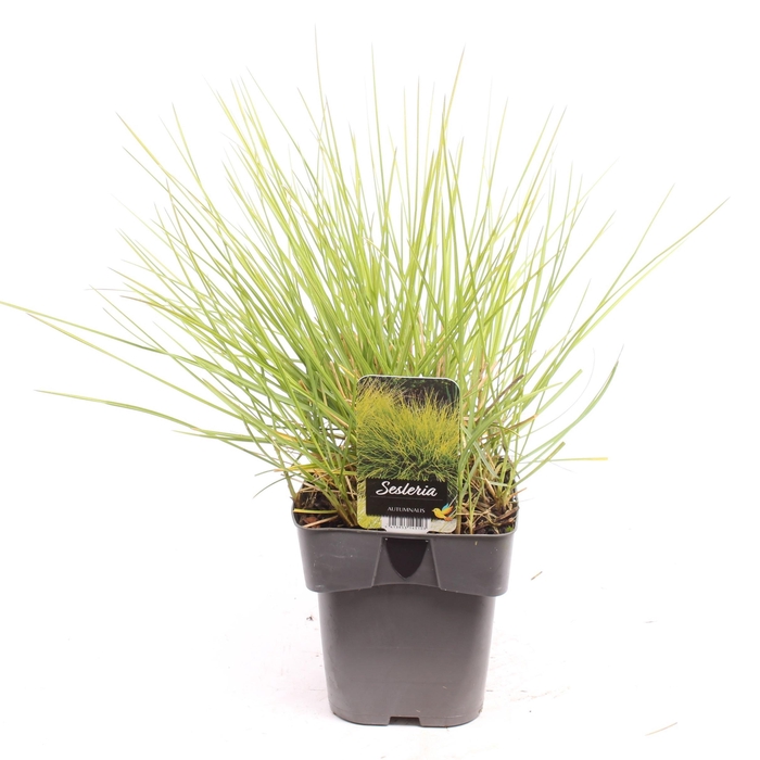 <h4>Sesleria autumnalis</h4>