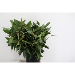 EUC GLOBULUS BS