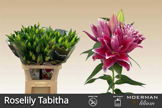 <h4>LI OR DU RL TABITHA</h4>