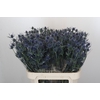 Eryngium Blue Dynamite