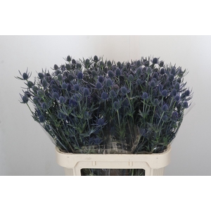 Eryngium Blue Dynamite