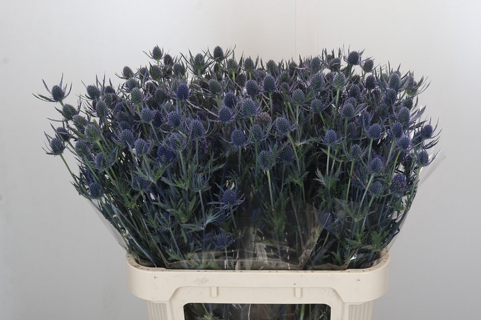 <h4>Eryngium Blue Dynamite</h4>