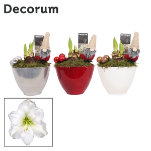 Hippeastrum Wit 2 Knop Faja KERST (Decorum)