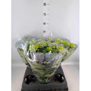 Hydrangea mac. 'Hi River'