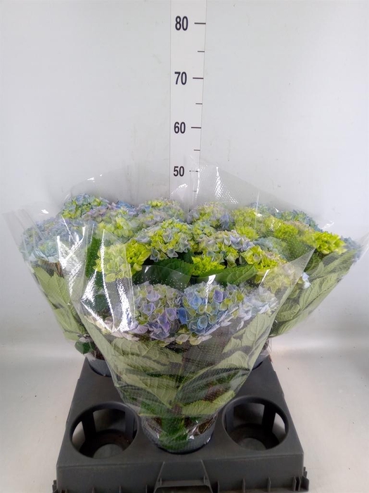 <h4>Hydrangea mac. 'Hi River'</h4>