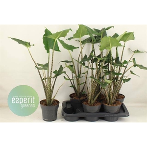 Alocasia Siberian Tiger