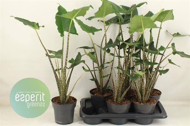 <h4>Alocasia Siberian Tiger</h4>