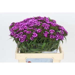 Dianthus Br Aldo Viola Fantasia