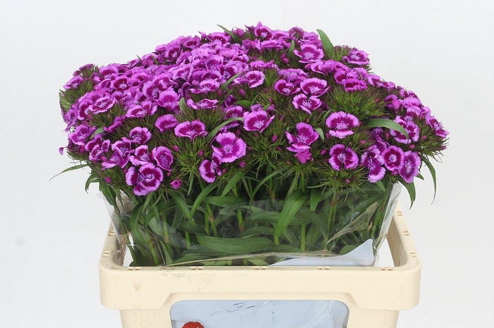 Dianthus Br Aldo Viola Fantasia