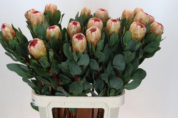 <h4>Protea Grandicolor</h4>