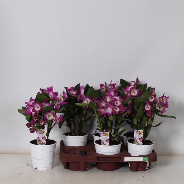 <h4>DEND NOBILE</h4>