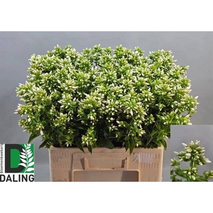 PHLOX P ICECAP