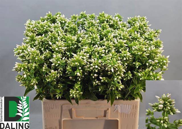 <h4>PHLOX P ICECAP</h4>