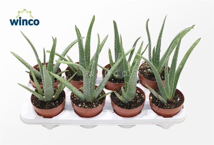 <h4>Aloe Vera</h4>